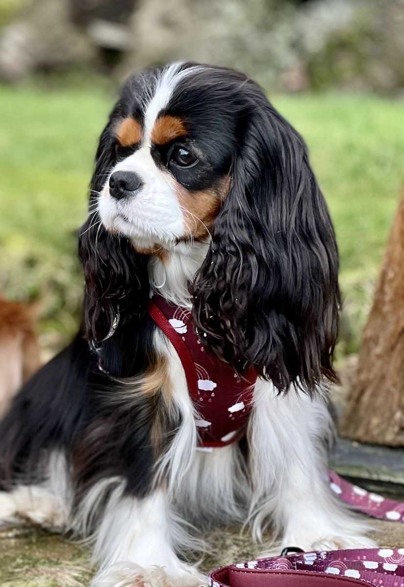 Tricolor Cavalier King Charles Spaniel wearing a harness on the lawn