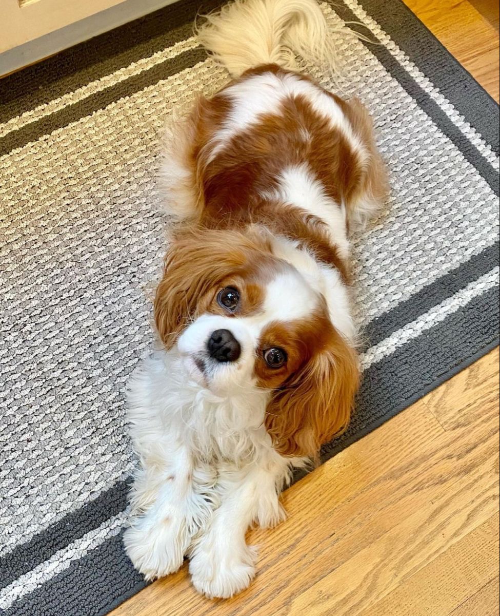 Blenheim Cavalier King Charles Spaniel lying on a rug at home