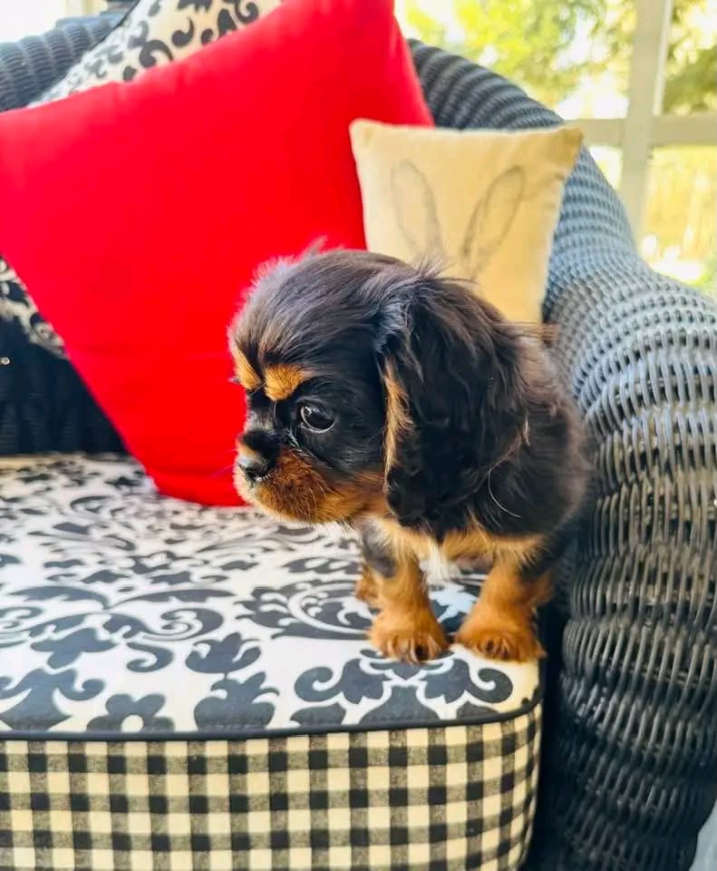 Black and Tan Cavalier King Charles Spaniel puppy on a patterned porch cushion