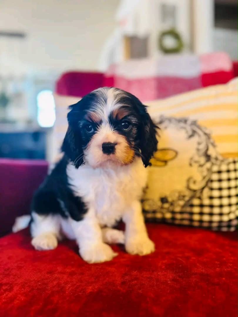 Cavalier King Charles Spaniel puppy Bella - CKC Five Star Puppies