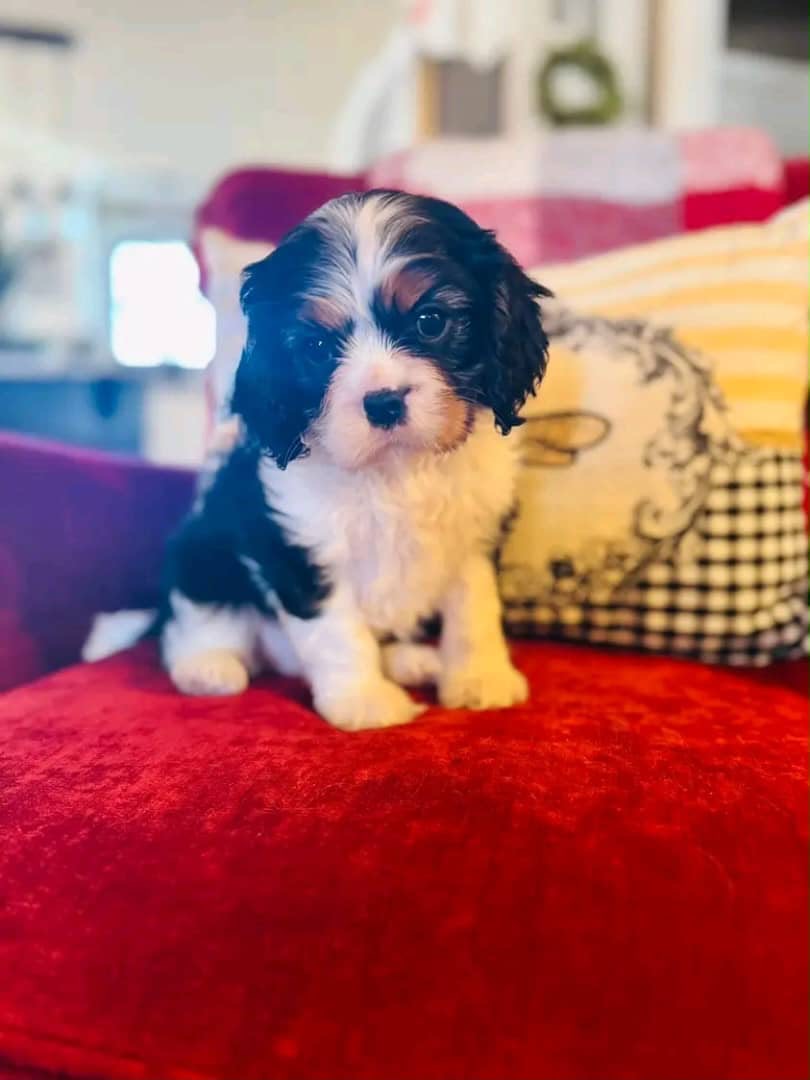 Tricolor Cavalier King Charles Spaniel puppy looking at the camera