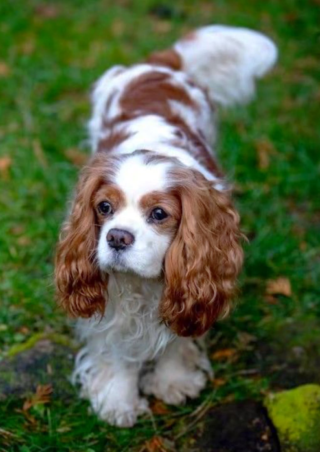 Cavalier King Charles Spaniel puppy Charlie - CKC Five Star Puppies