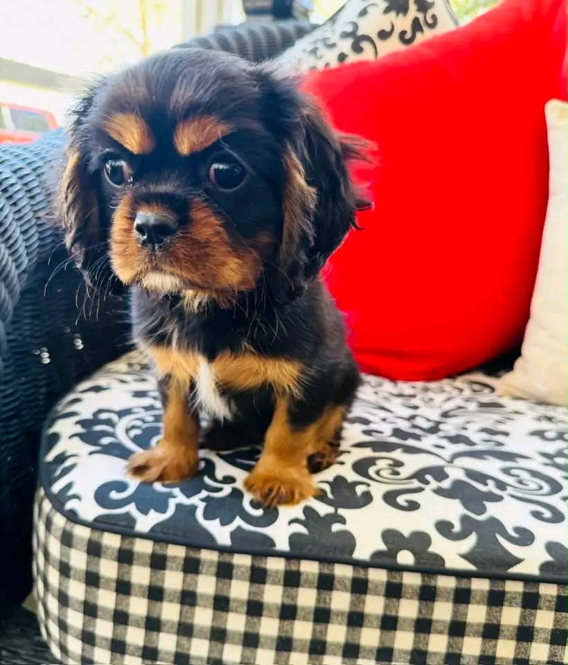 Cavalier King Charles Spaniel puppy Duke - CKC Five Star Puppies