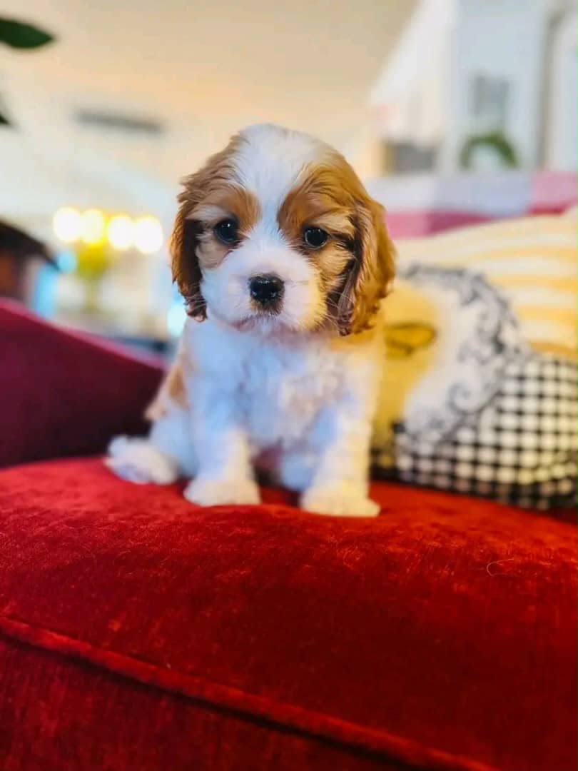 Blenheim Cavalier King Charles Spaniel puppy sitting on a red velvet chair