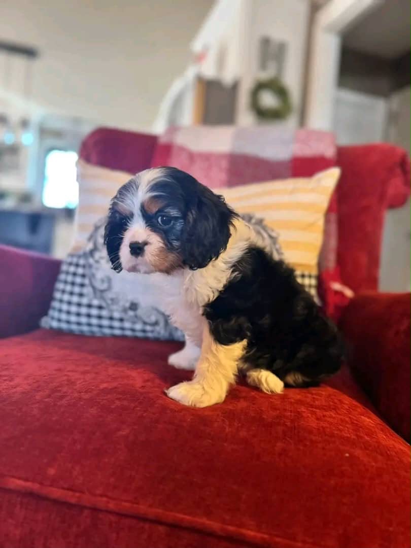 Adult Cavalier King Charles Spaniel parent dog - CKC Five Star Puppies