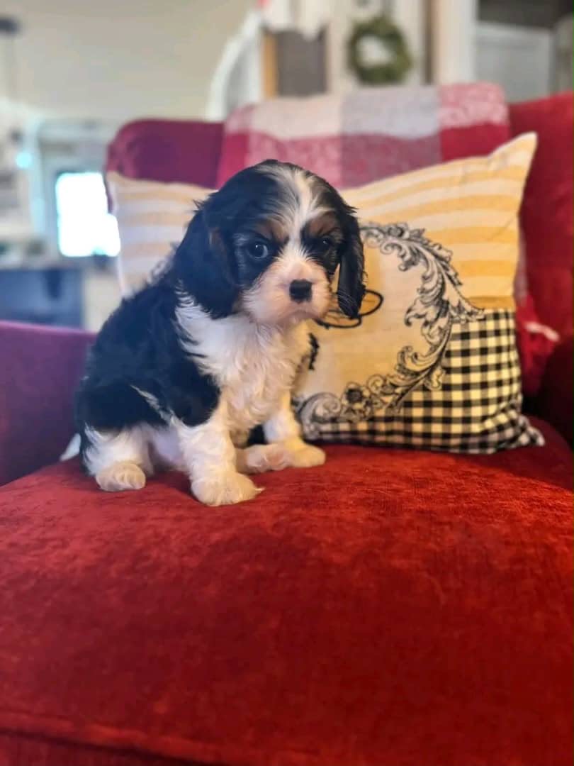 Cavalier King Charles Spaniel puppy Milo - CKC Five Star Puppies
