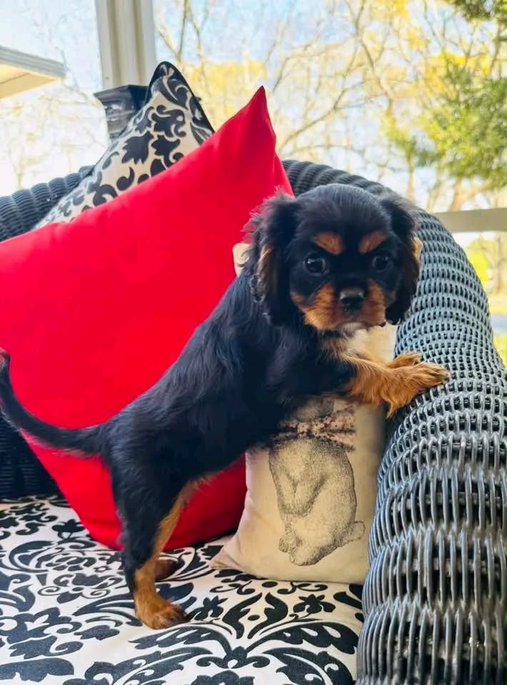 Black and Tan Cavalier King Charles Spaniel puppy standing beside a patterned pillow