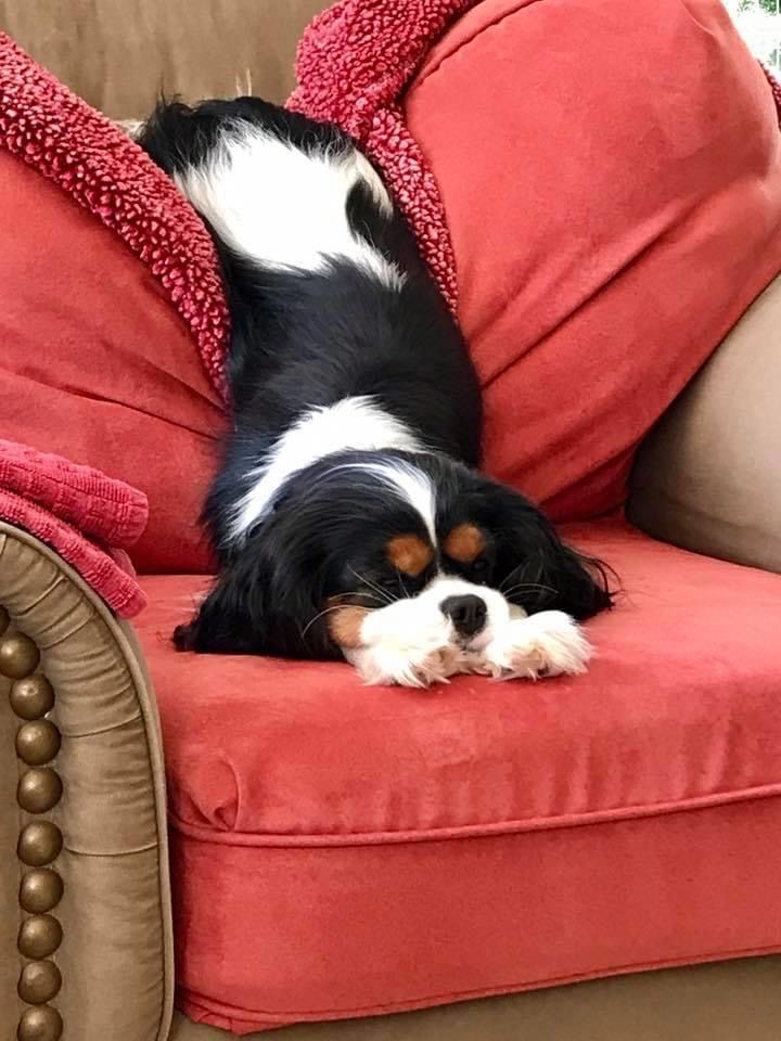 Tricolor Cavalier King Charles Spaniel resting on an armchair